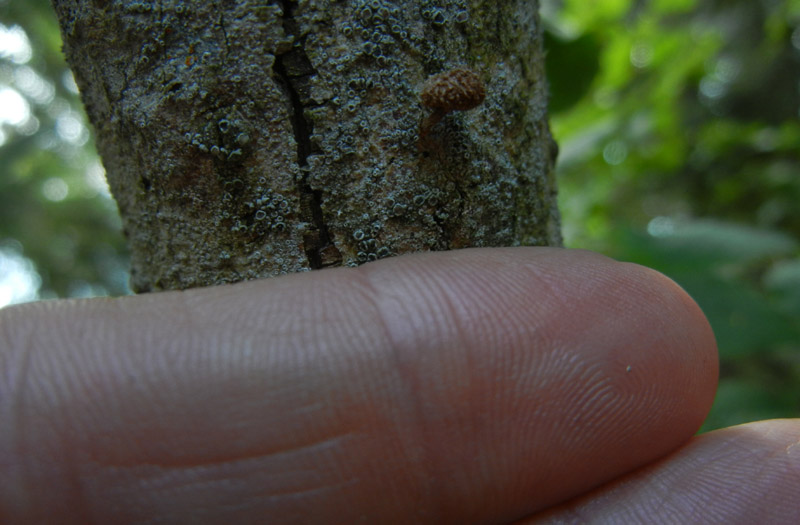 Phaeomarasmius erinaceus